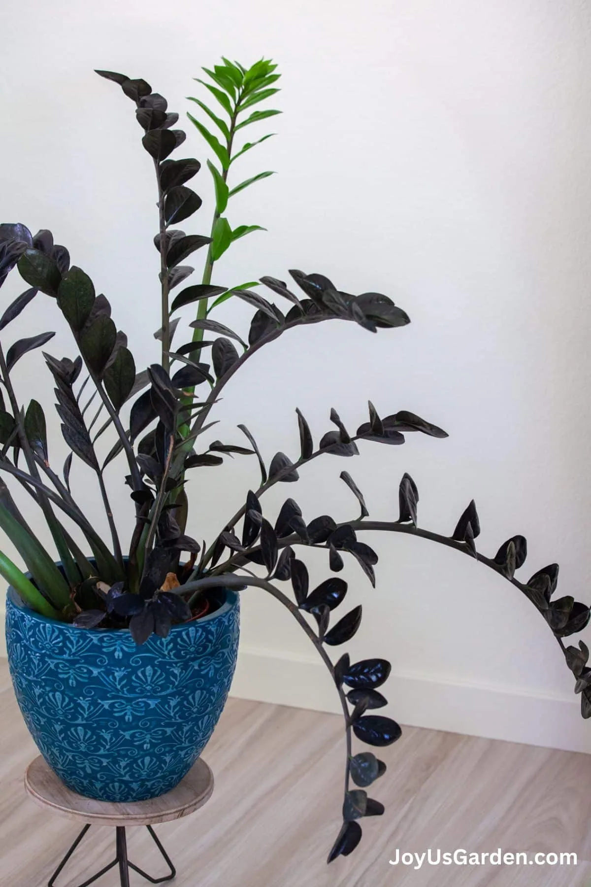 Raven zz plant growing indoors in blue pot. 