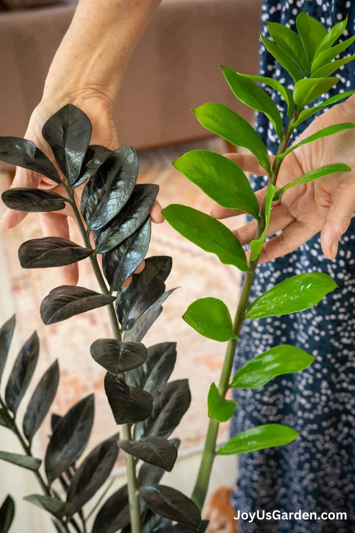 Hand shown holding 2 stems of a zz plant, older grown is black and new growth is green.