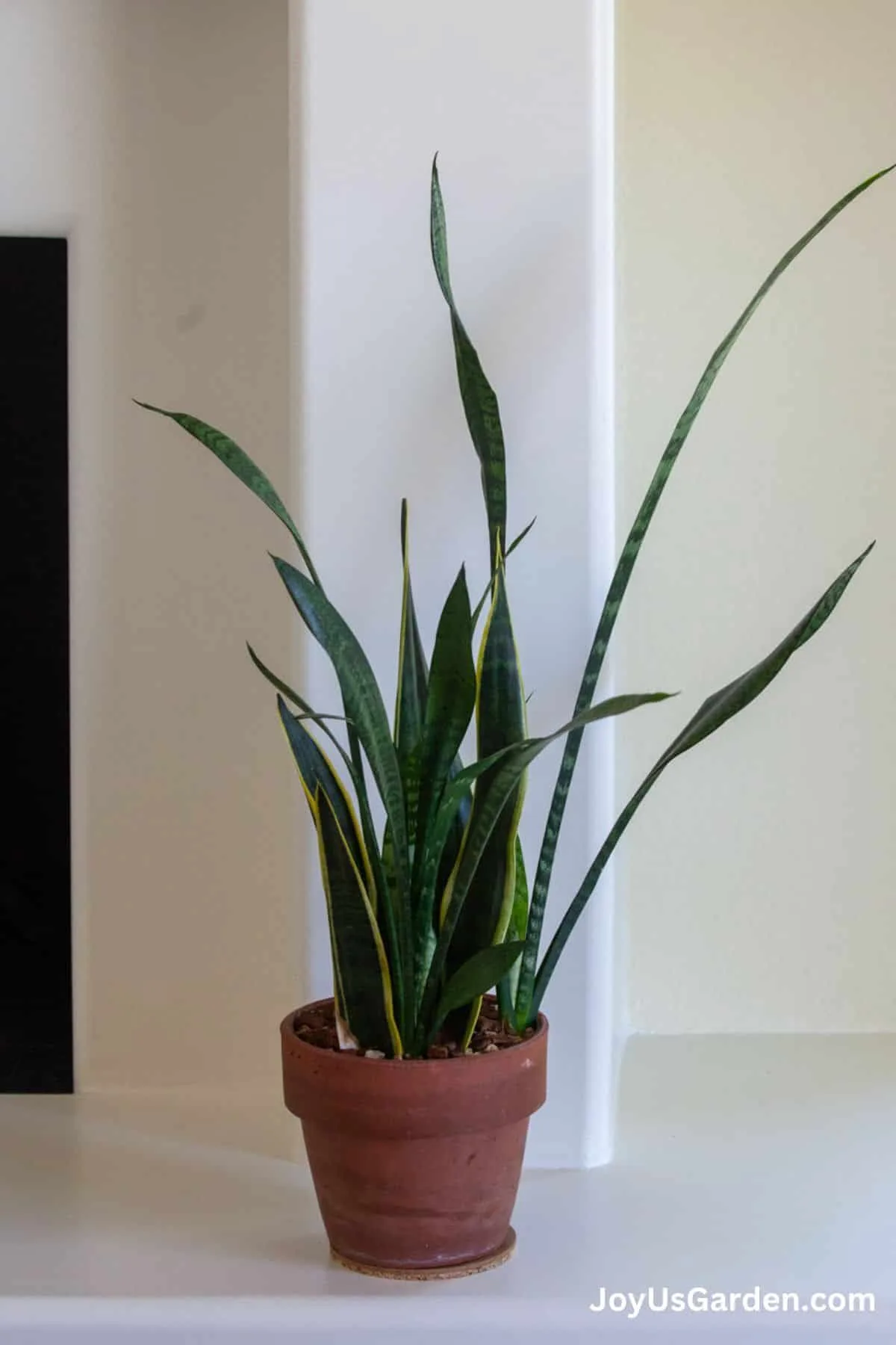 Snake plant in clay pot sitting on ledge indoors. 