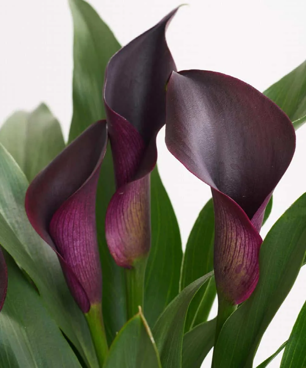 Captain black calla lily blooms up close photo.