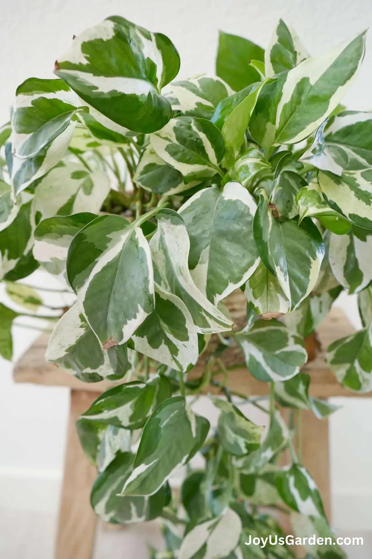 Close up of a Potos N Joy leaves, varigated leaves cream and green, trailing stems.