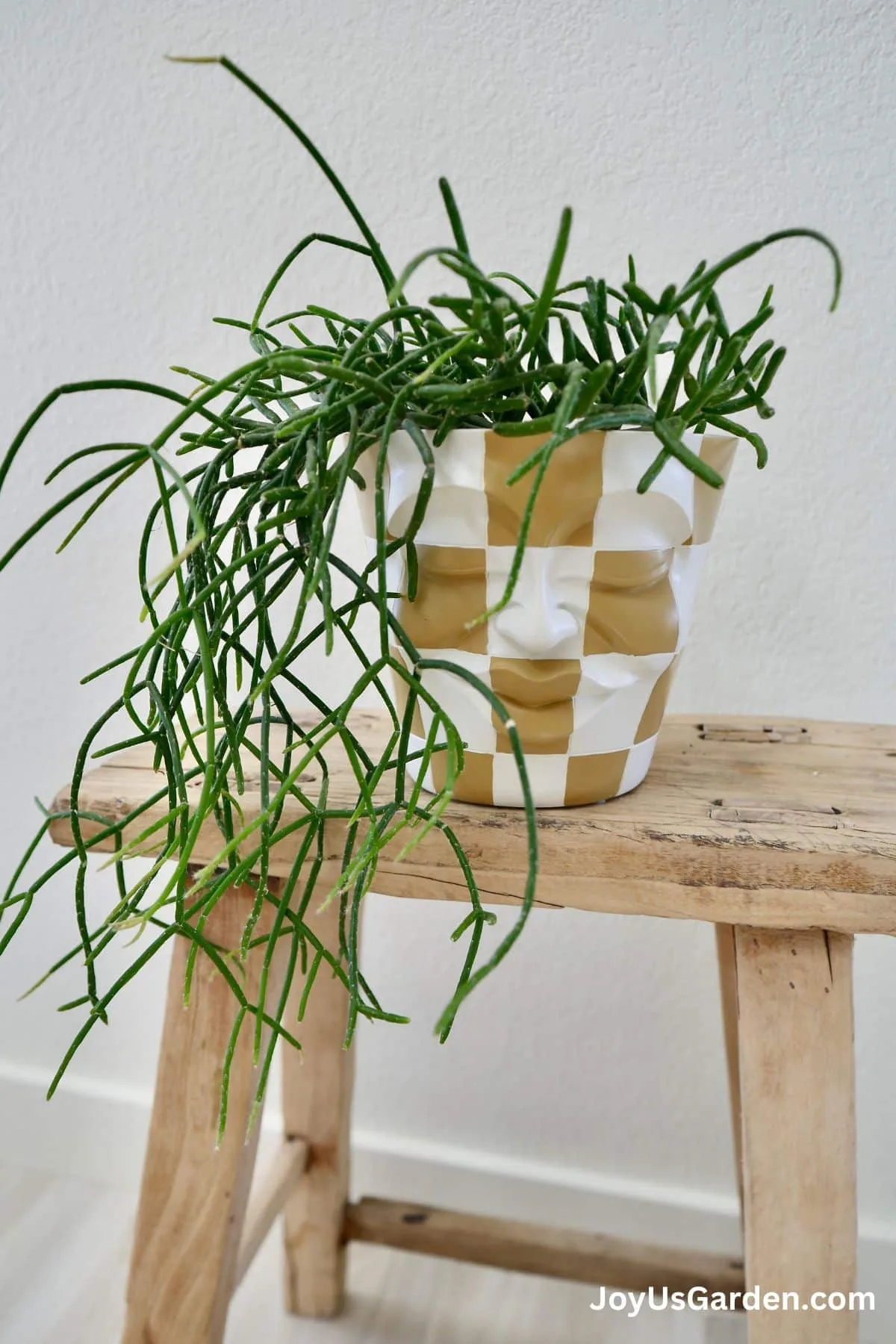 Mistletoe cactus shown growing in a tan and white checkered faced pot in a bright room.