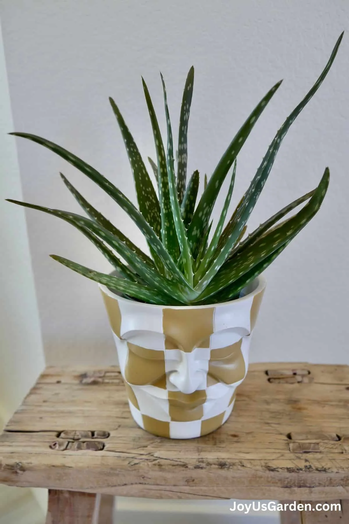 Aloe vera indoor houseplant sitting on a wooden stool, growing in a brown and white checkered face planter.