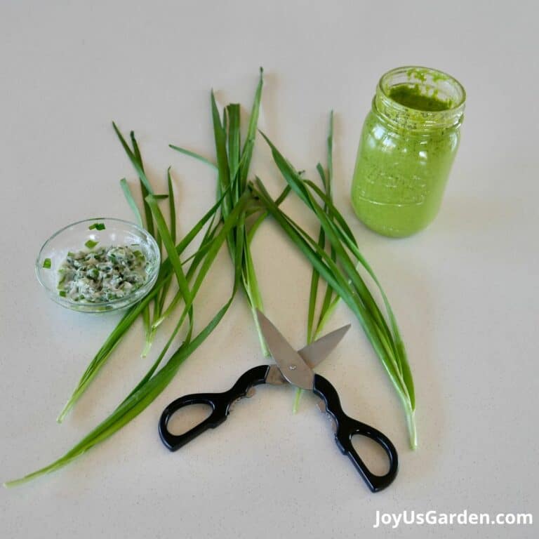 Chives, dressing, and scissors sit on a kitchen counter.