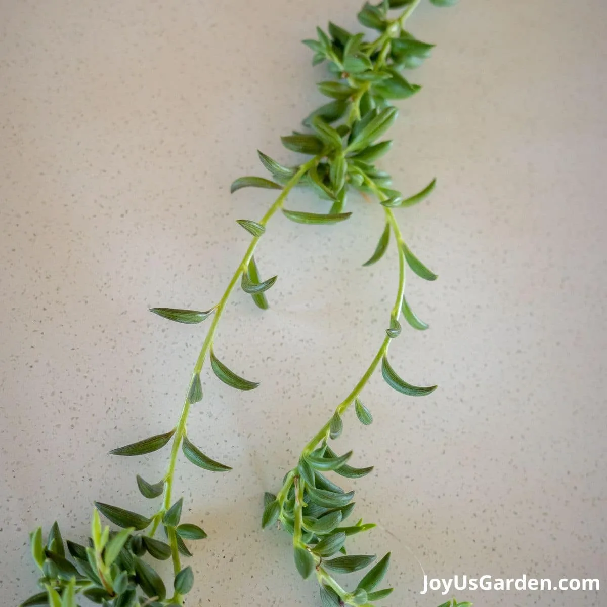 Cutting of a String of Bananas on kitchen counter, in bright lit room.