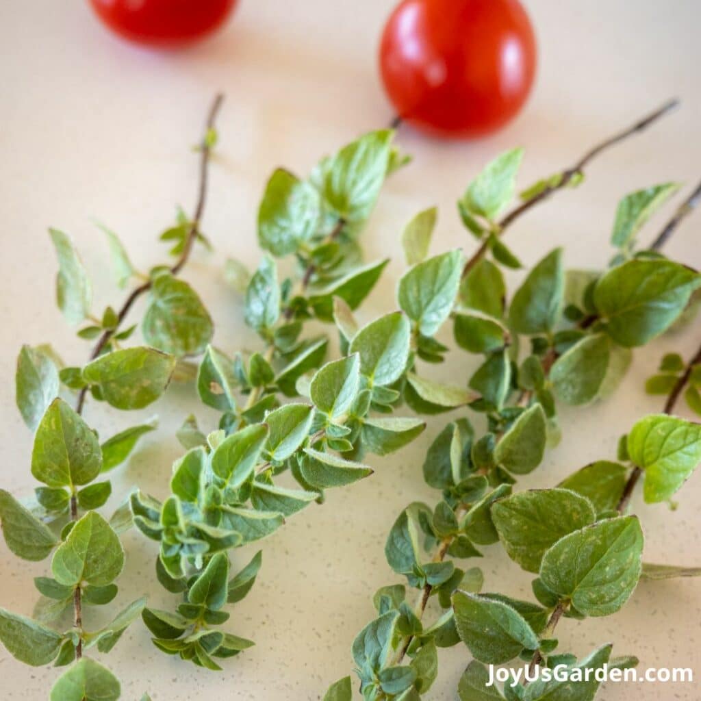 Freshly cut thyme lays on kitchen counter top with tomatoes in the background. 