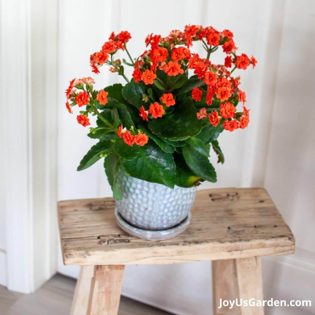 A red orange kalanchoe grows on top of a decorative stool.