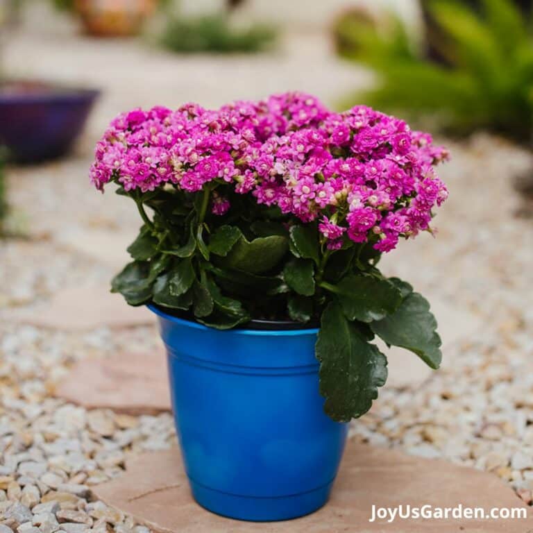 Kalanchoe Care Tips: In The Garden & As A Houseplant