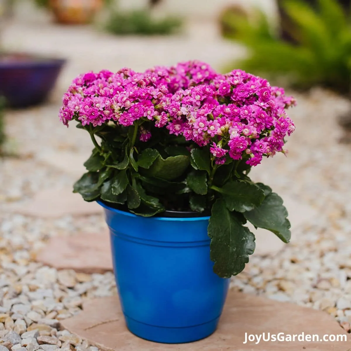 Pink Klanchoe growing outdoors in a blue pot, garden shown in background. 