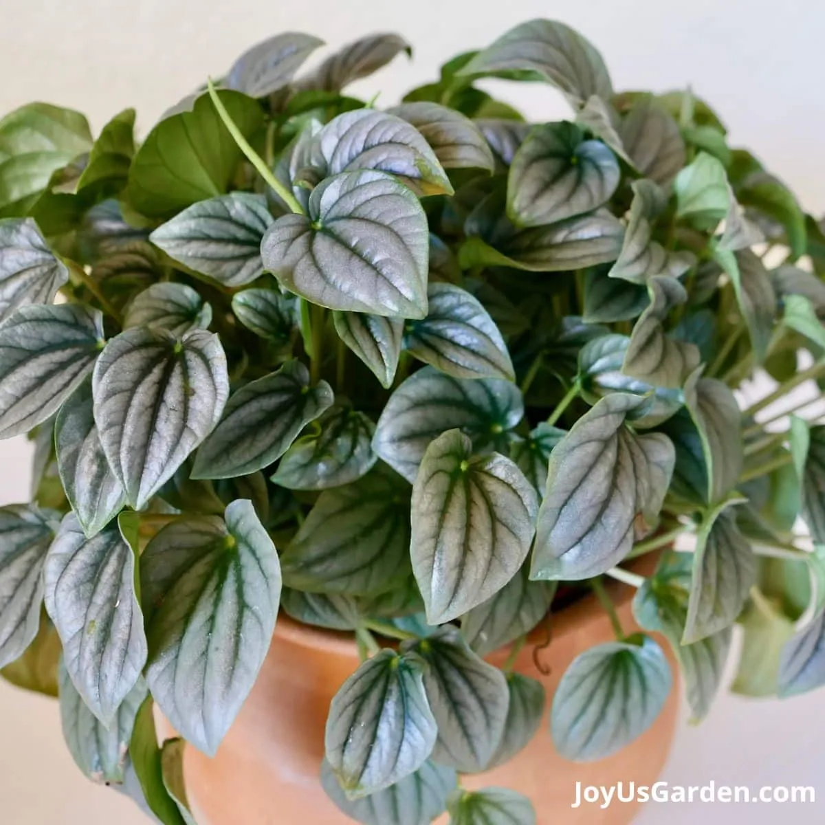 Close up of Ripple peperomia.