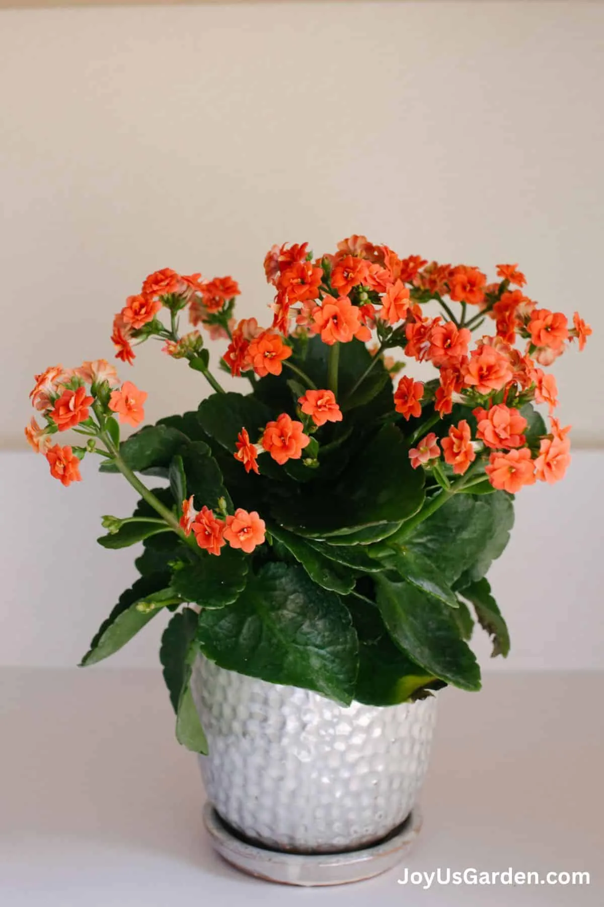 Orange kalanchoe is white pot. 