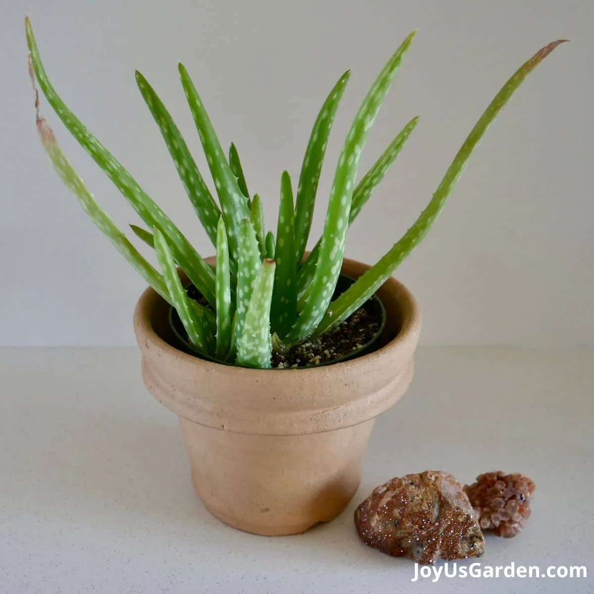 Aloe vera shown growing in terracotta pot. 