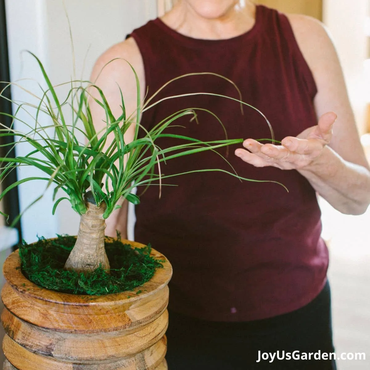 Woman holding ponytail palm in a mango wood pot. 