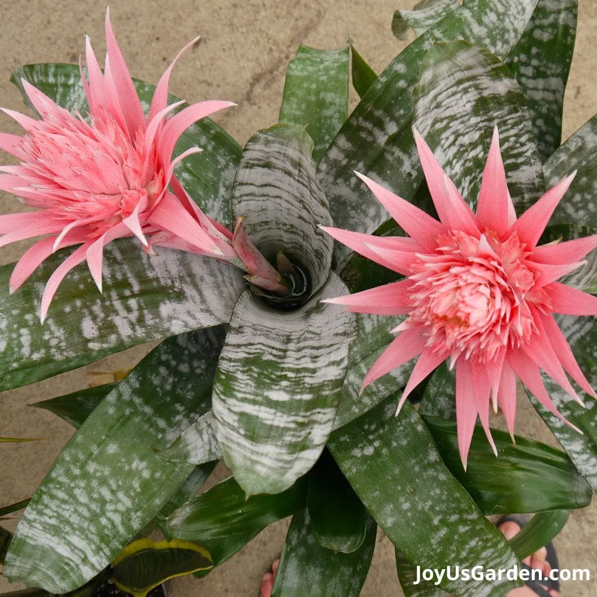 Pink bromeliad flower blooming.