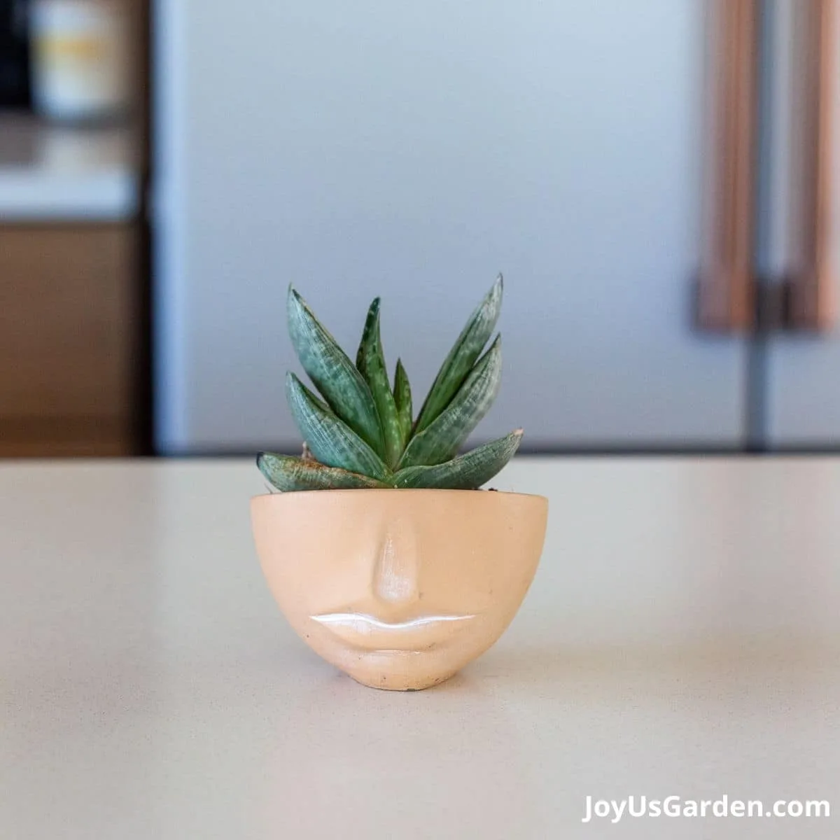 Gasteria succulent plant in a small face planter sitting atop a kitchen counter in a bright room. 