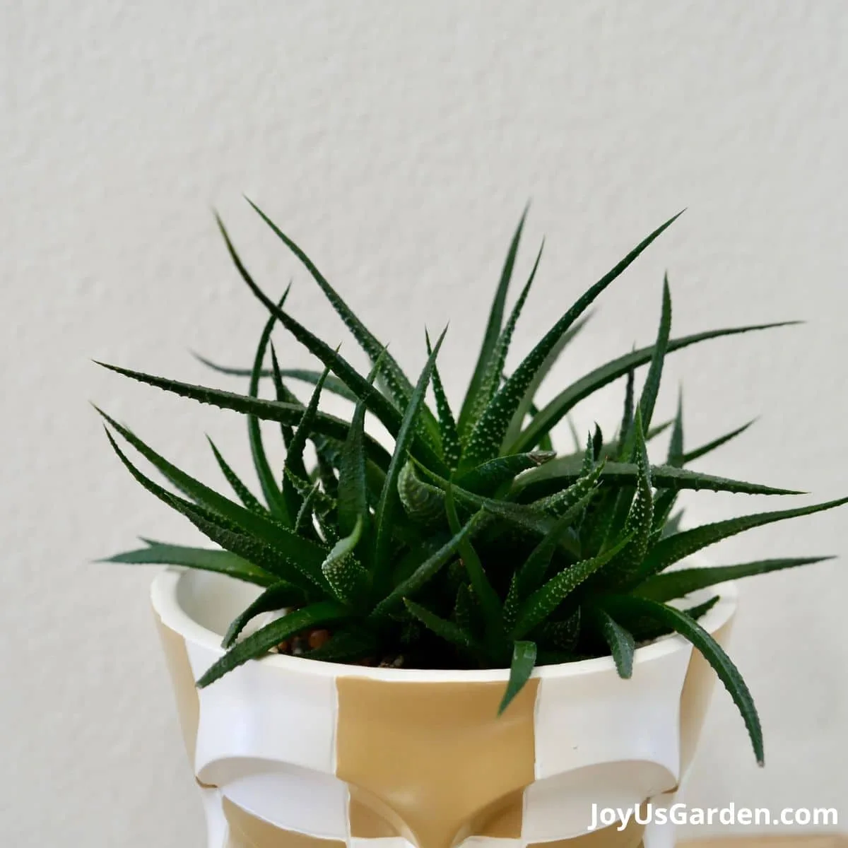 Close up of the foliage of a haworthia succulent growing in a brown and white checkered head planter. 