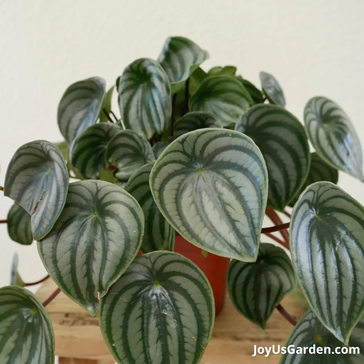 Close-up photo of a watermelon peperomia growing in a plastic plant pot indoors in a bright room.