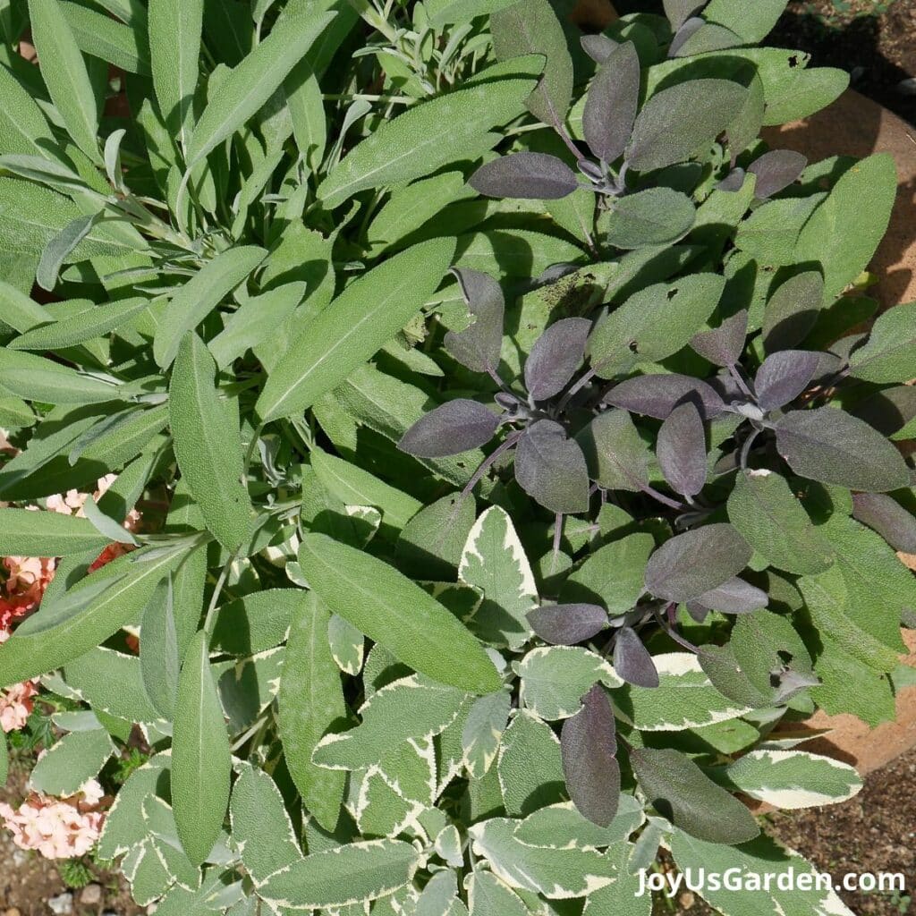 Looking down on a trio of sage plants growing in a pot.