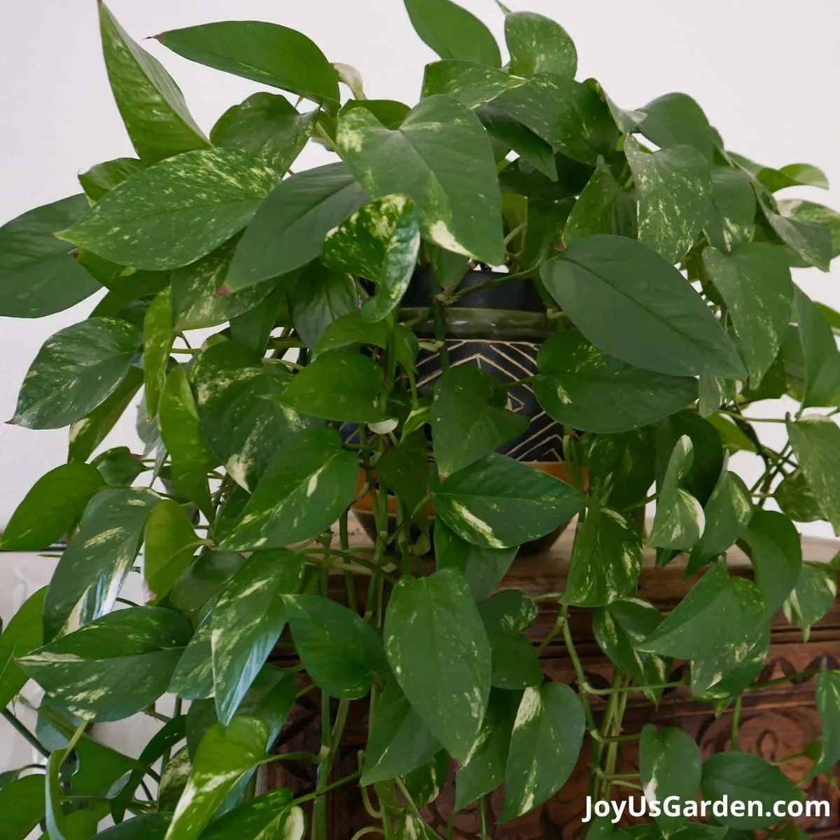 Close up of a Golden Pothos on top of a bookshelf indoors stems trailing.