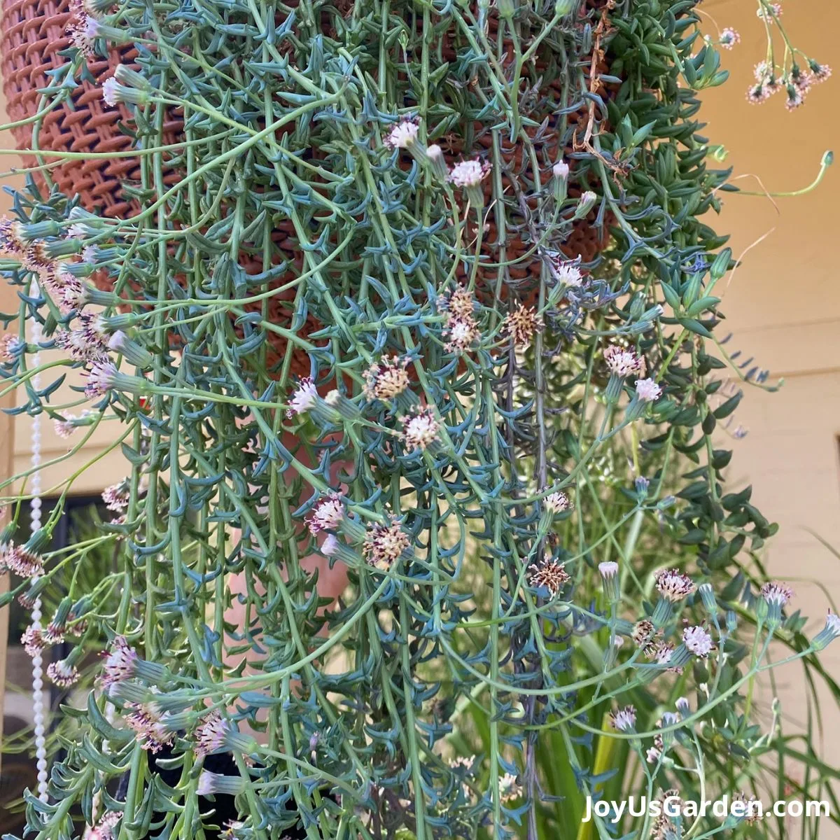 String of Bananas in a hanging basket in bloom, plant has dozens of String Of Bananas white flowers.