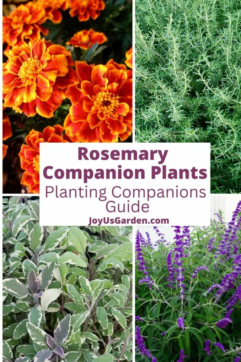 Four photo collage of rosemary companion plants, marigolds. rosemary, sage, and salvia, text reads Rosemary Companion Plants: A Planting Companions Guide joyusgarden.com.