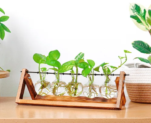 Desktop 5 Glass Bulb Plant Terrarium with plant cuttings growing from amazon. 