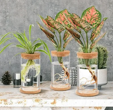 Propagation Water Stations with plant cuttings growing from amazon. 