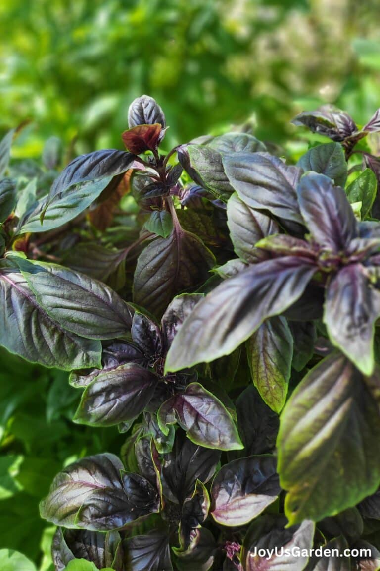 Purple Basil is shown growing outdoors in a sunny garden.