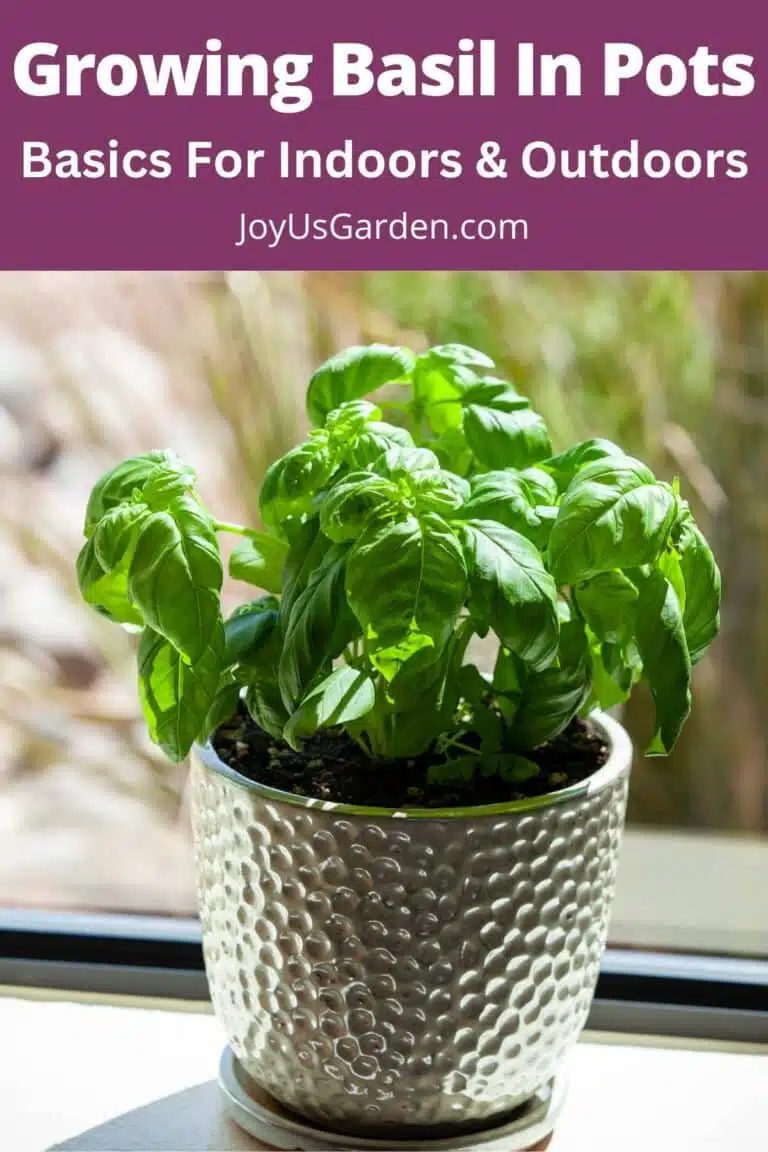 Basil sits on a window ledge in a brightly lit room, text reads growing basil in pots basic for indoors and outdoors joysugarden.com.