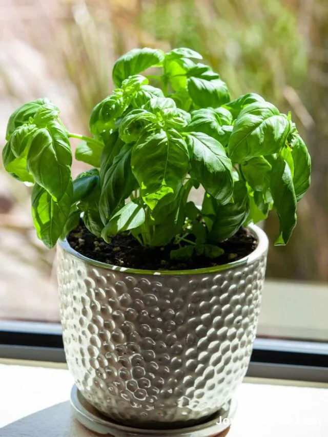 basil in pot