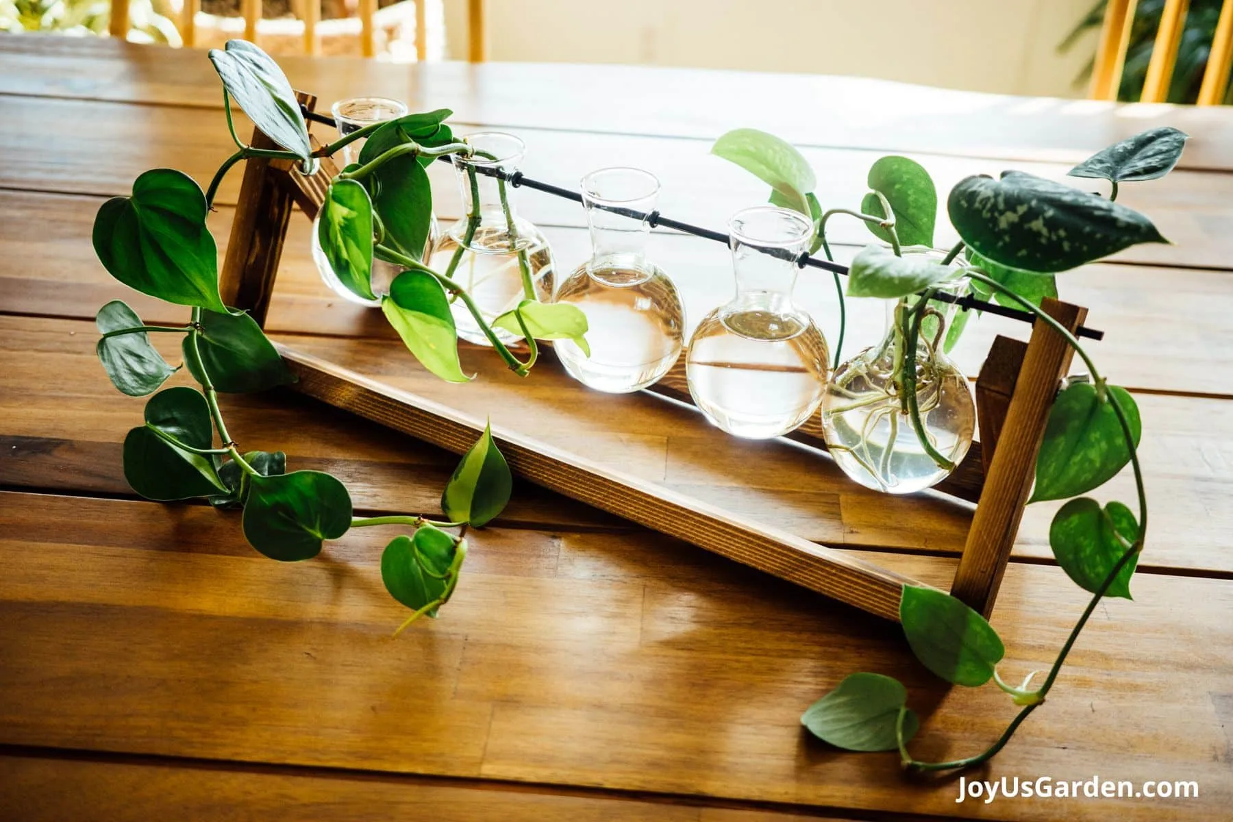 Desktop 5 Glass Bulb Plant Terrarium sitting on a dining room table with satin pothos and philodendron brasil cuttings. 