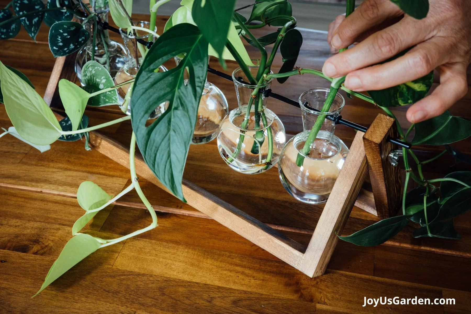 Desktop 5 Glass Bulb Plant Terrarium sitting on a dining room table with satin pothos, golden pothos, and mini monstera.