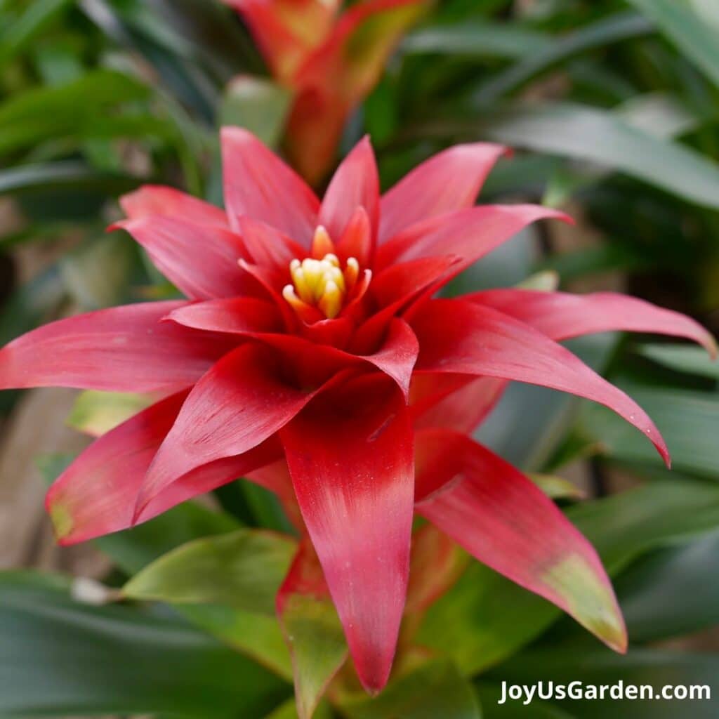 Close-up of a red guzmania.