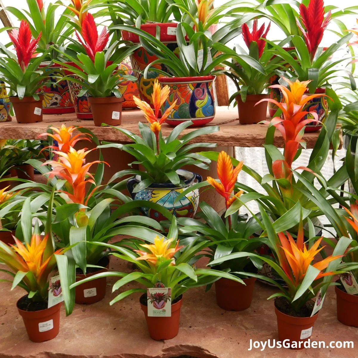 A variety of bromeliads are in growing pots and talavera pots sit on a 2 tier plant table for sale in a nursery. 