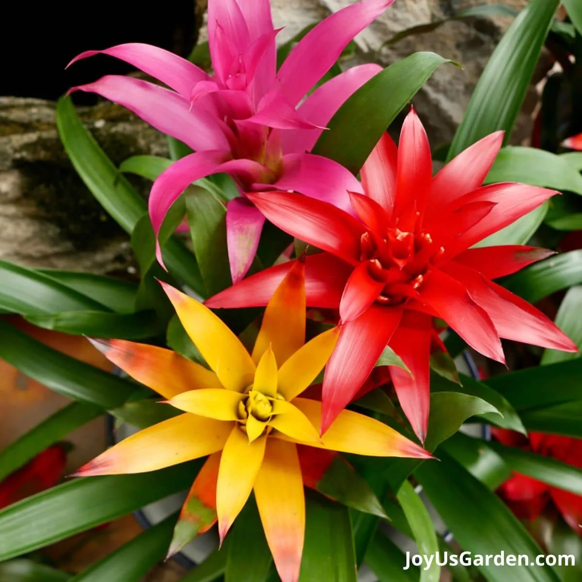 Photo looking down at 3 guzmanias in the vibrant colors of pink, red, and yellow.