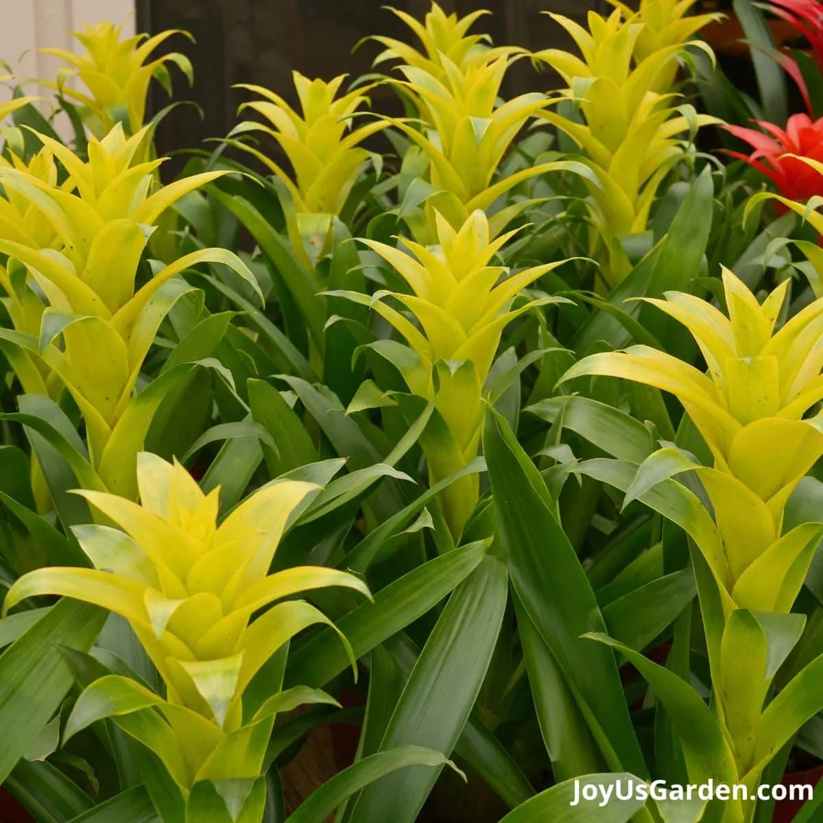 Yellow guzmania bromeliads are being sold in a plant nursery. 