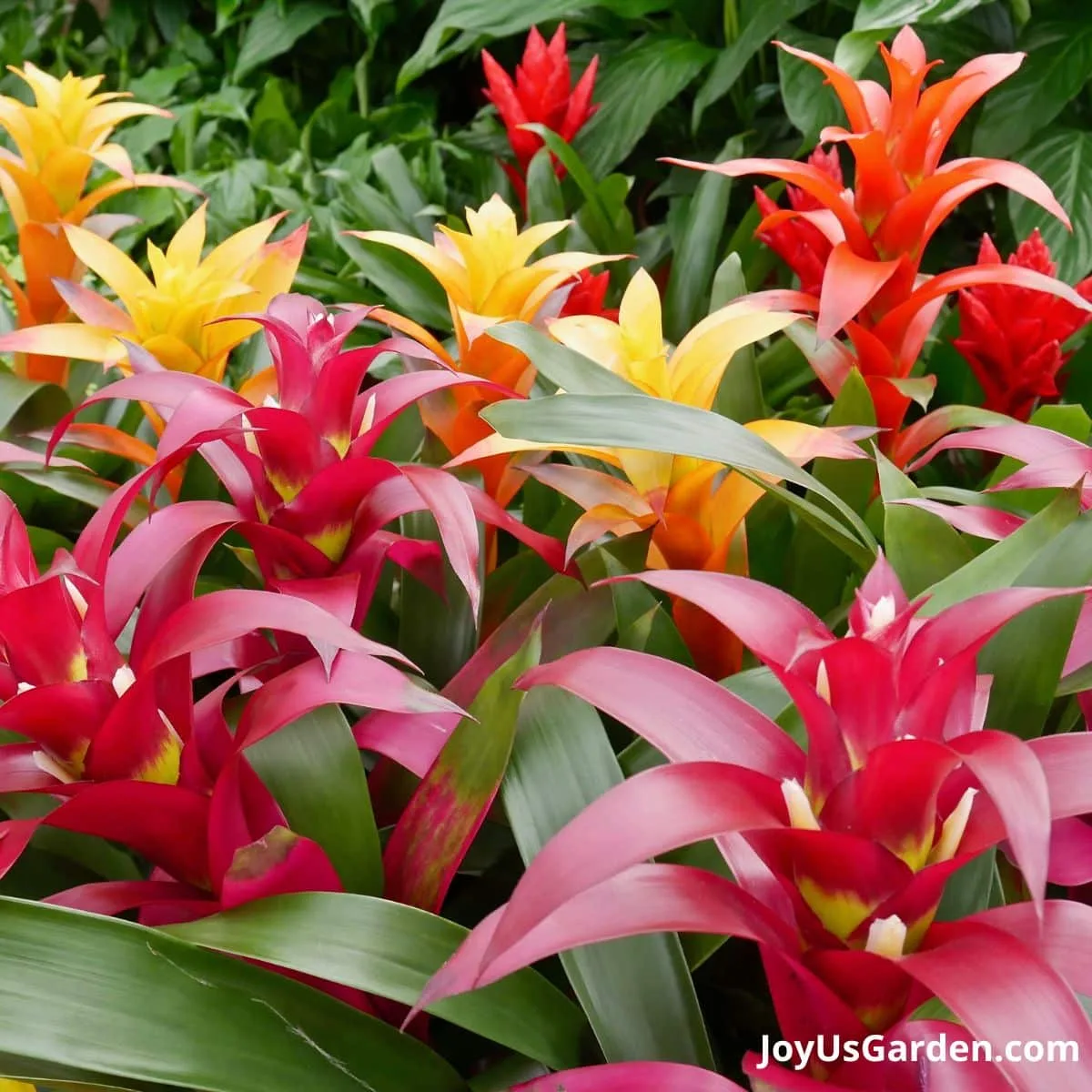 Guzmania bromeliads in a variety of colors, pink, yellow and red being sold at a plant nursery. 