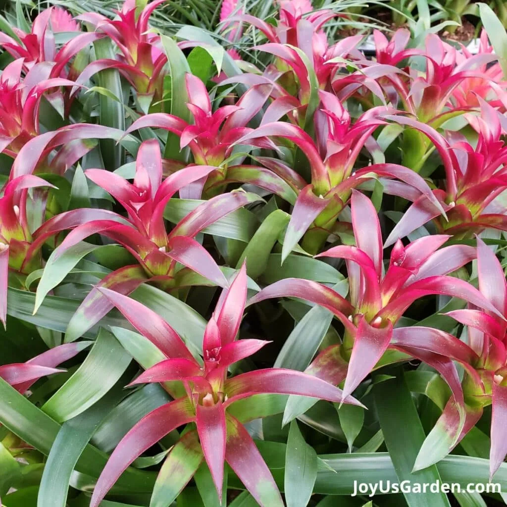 Red guzmanias sit on a table in a plant nursery for sale. 