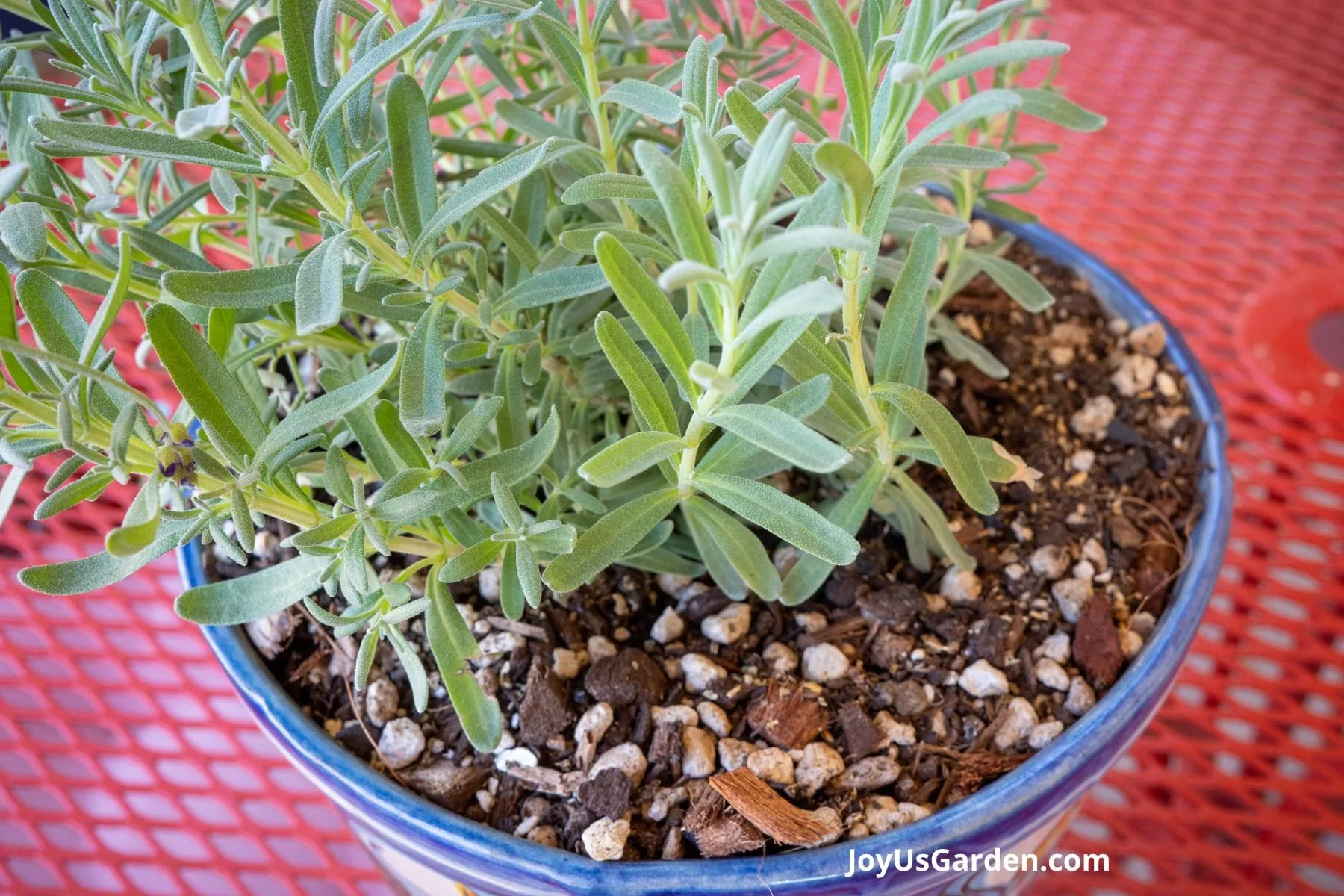 A lavender is growing in a pot outdoors, close up of the foliage and the soil. 