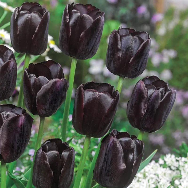 Gorgeous tulip queen of the night growing in an outdoor garden.