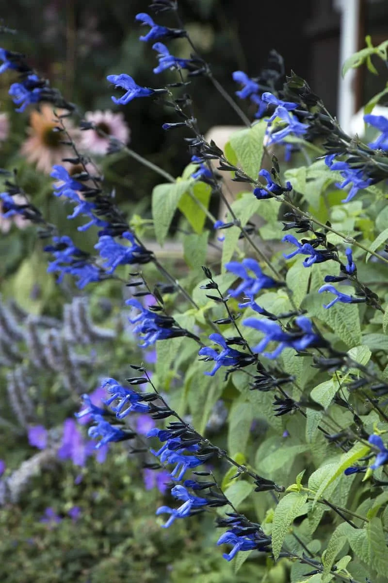 Black and blue salvias in bloom in the garden.