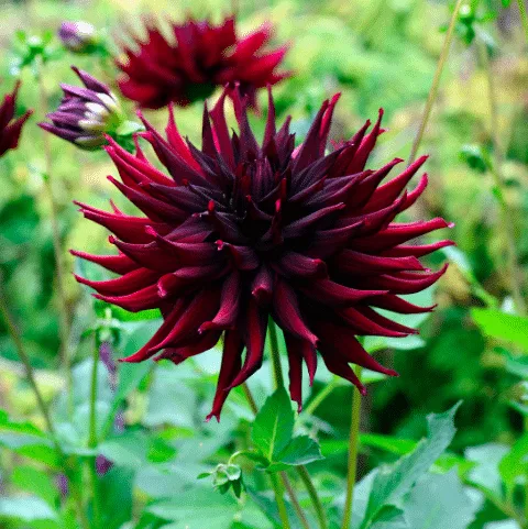 Up close photo of a dahlia black narcissus.