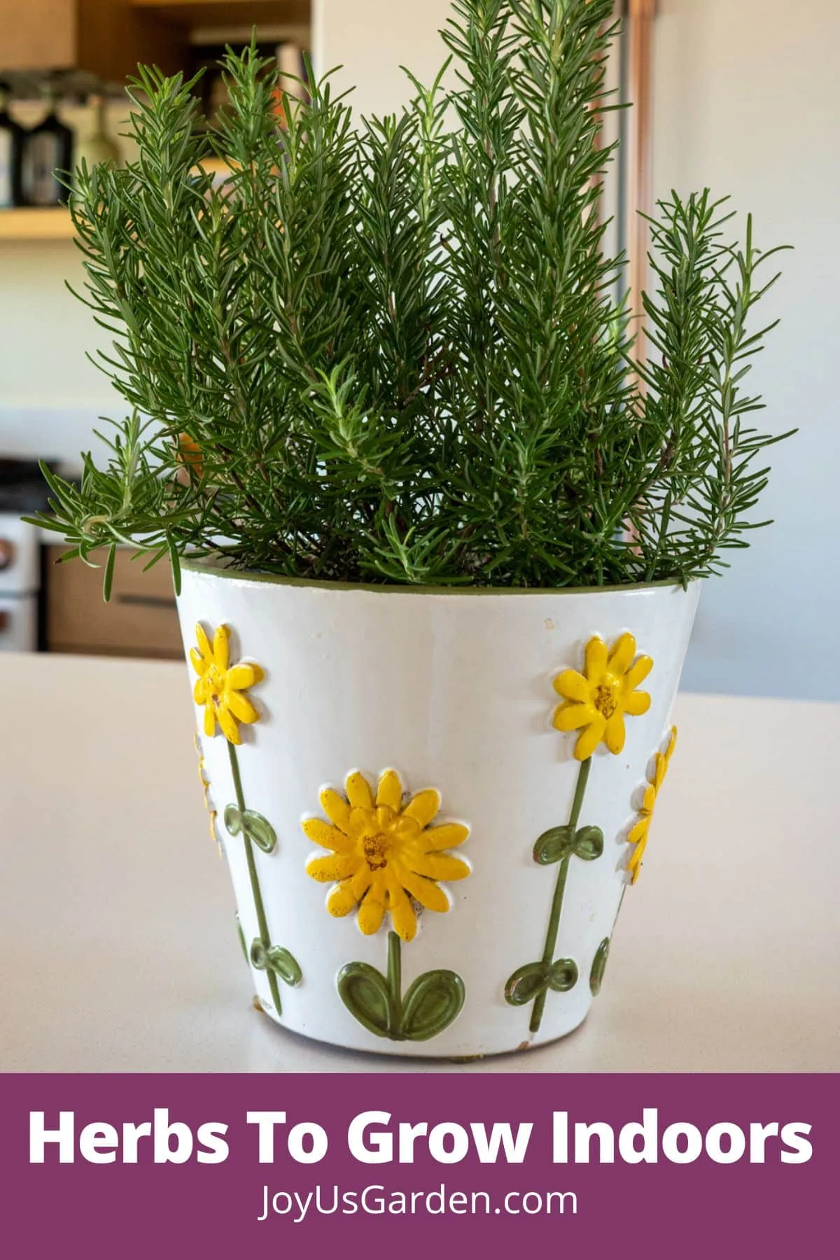 Rosemary is planted in a white pot with yellow flower design text reads herbs to grow indoors joyusgarden.com.