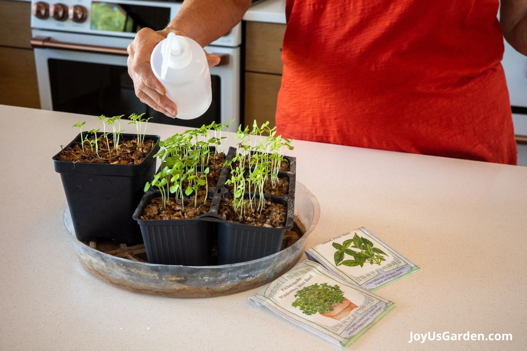 Womans hand is shown watering basil using small squeeze bottle  in growing trays indoors. 