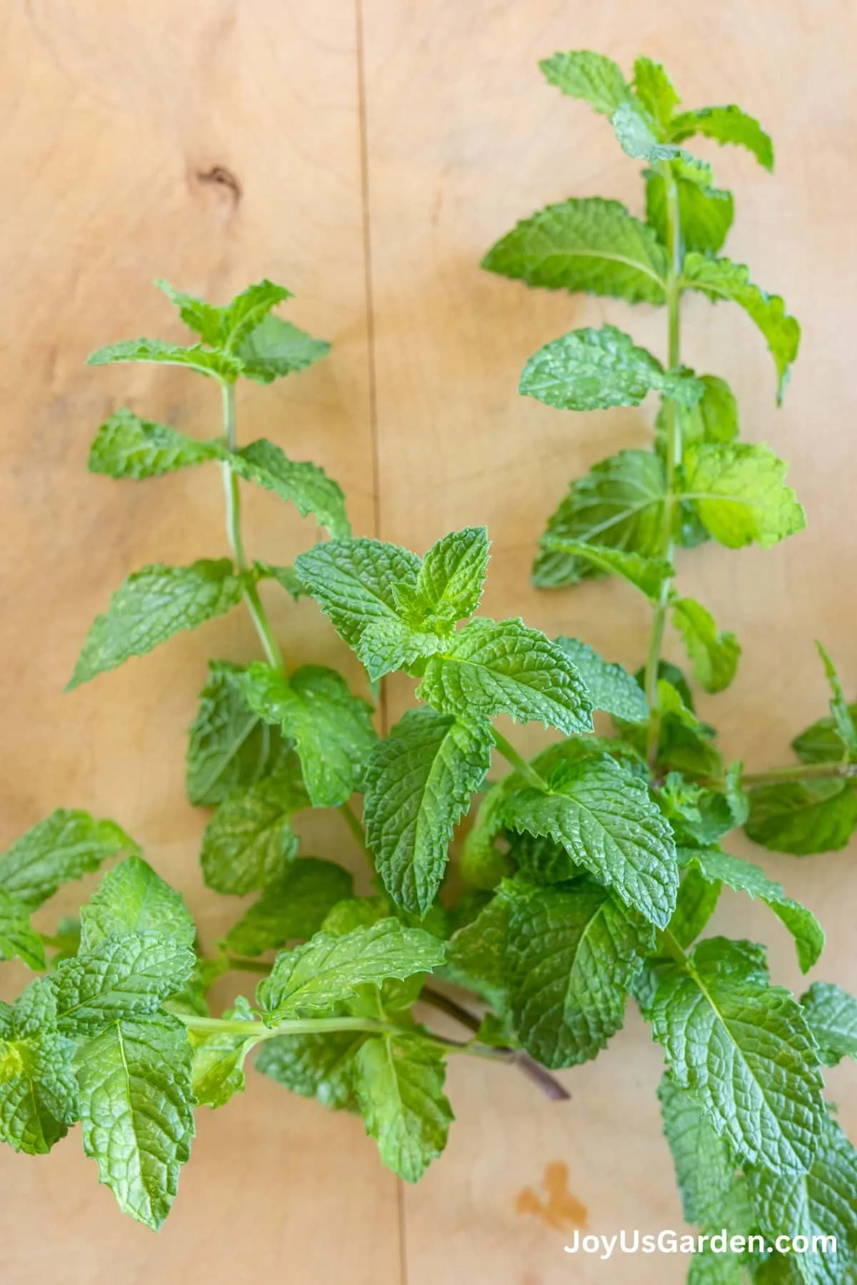 Freshly cut mint sits on wood cutting board. 