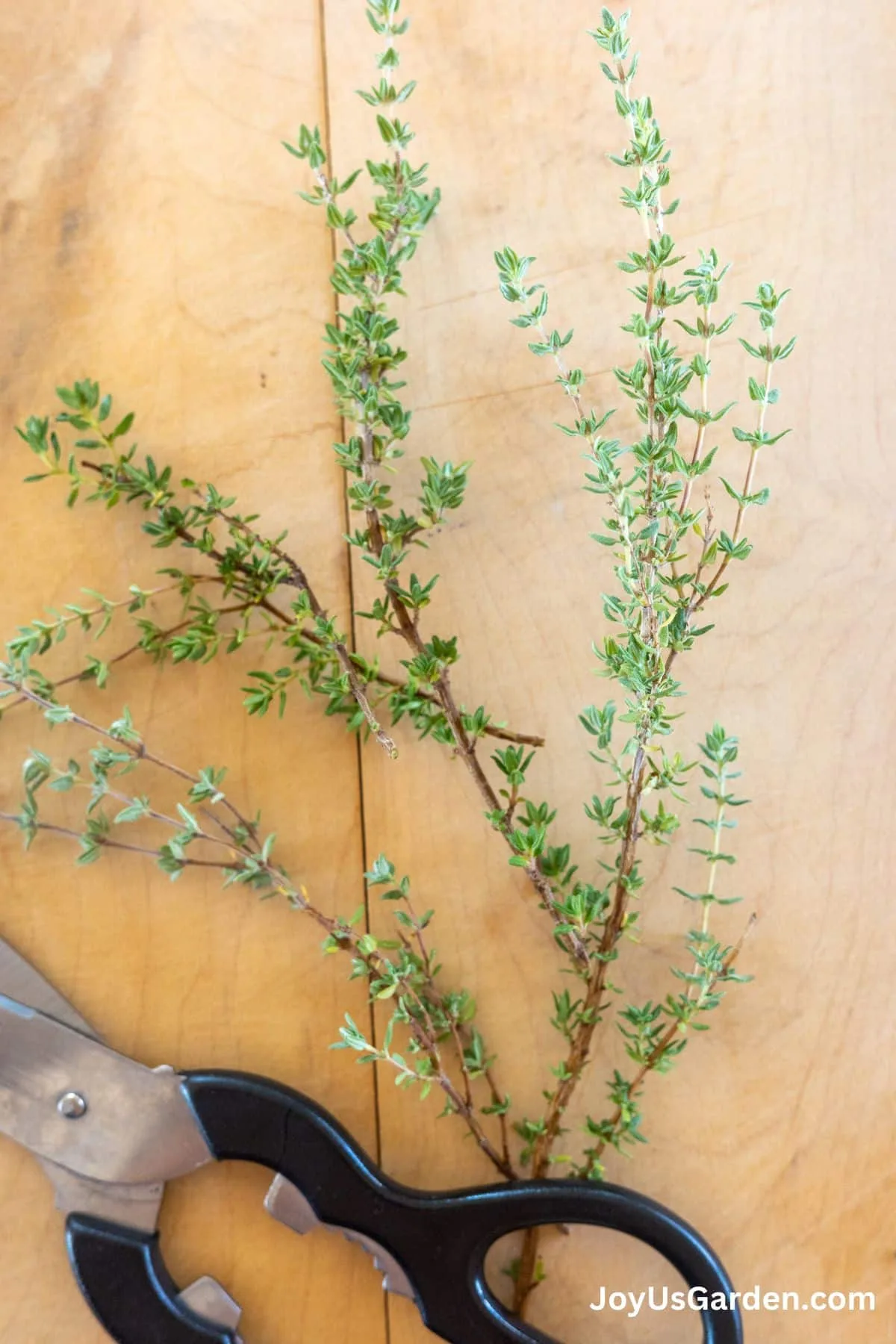 Freshly cut thyme sits on wood cutting board next to scissors. 