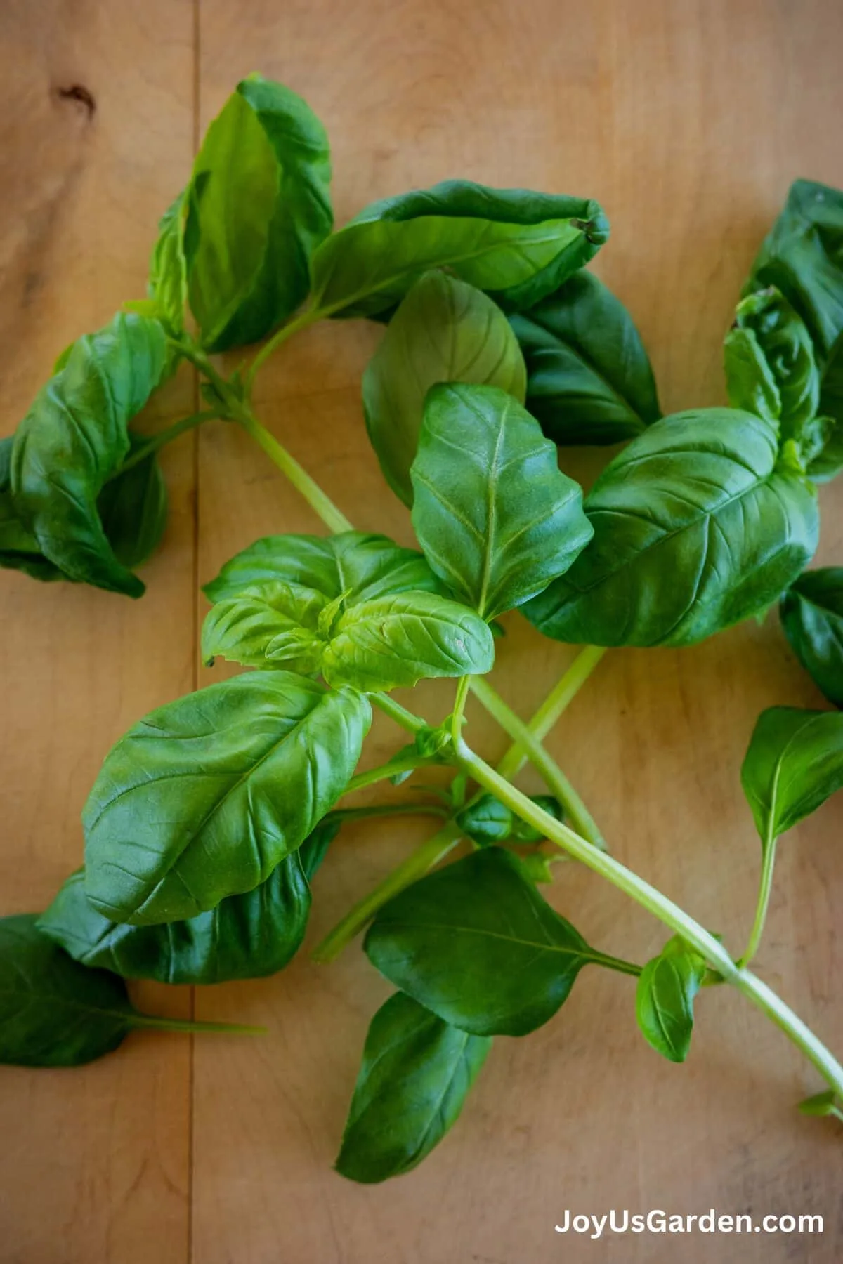 Freshly cut basil sits on wood cutting board. 