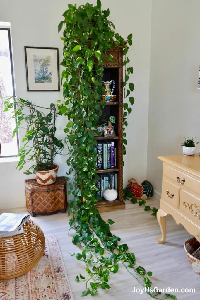 Pothos Plant Care: The Easiest Trailing Houseplant (2024 Guide)