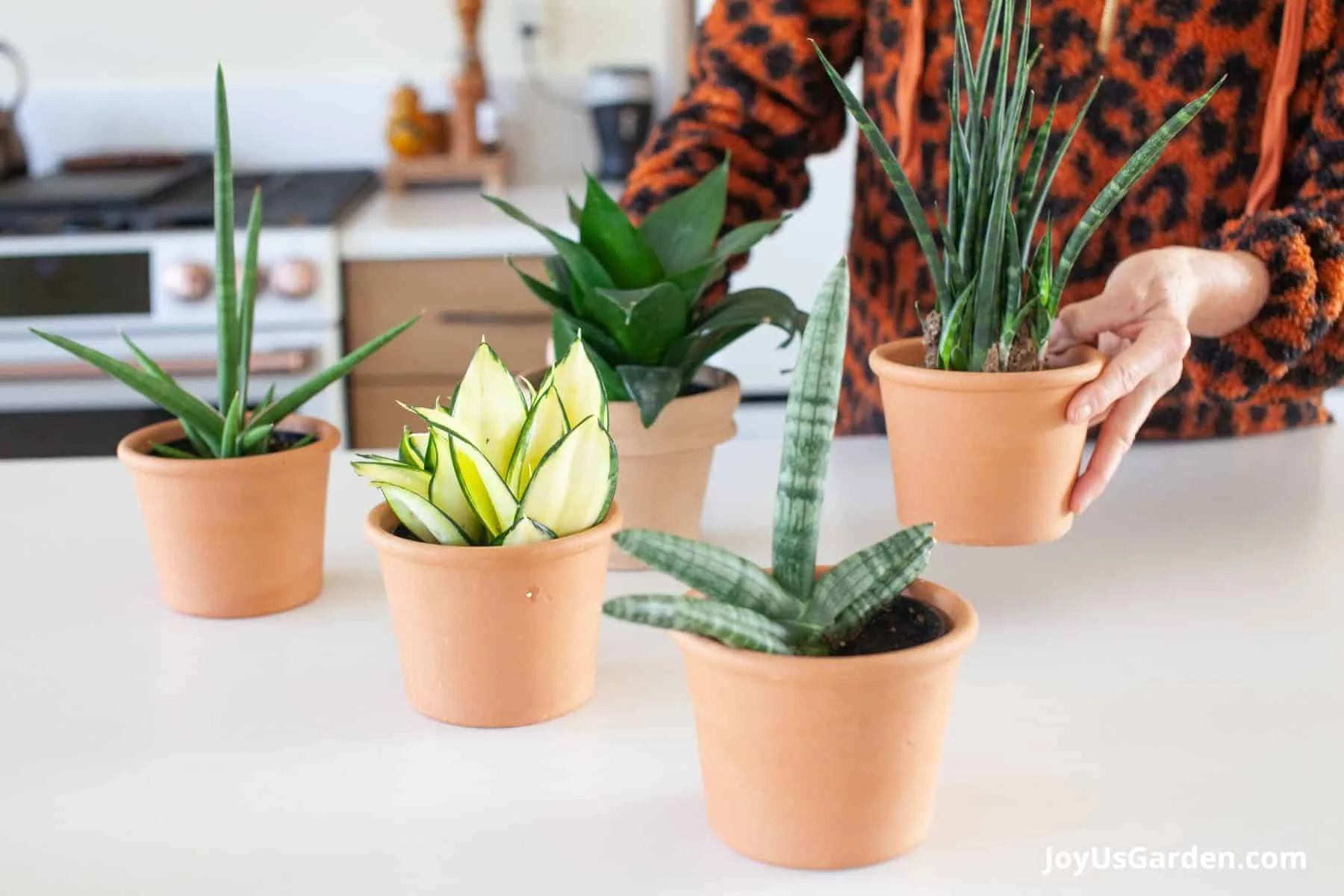 Woman shown in her kitchen holding a clay pot with a snake plant, 4 additional snake plants sit on kitchen counter. 