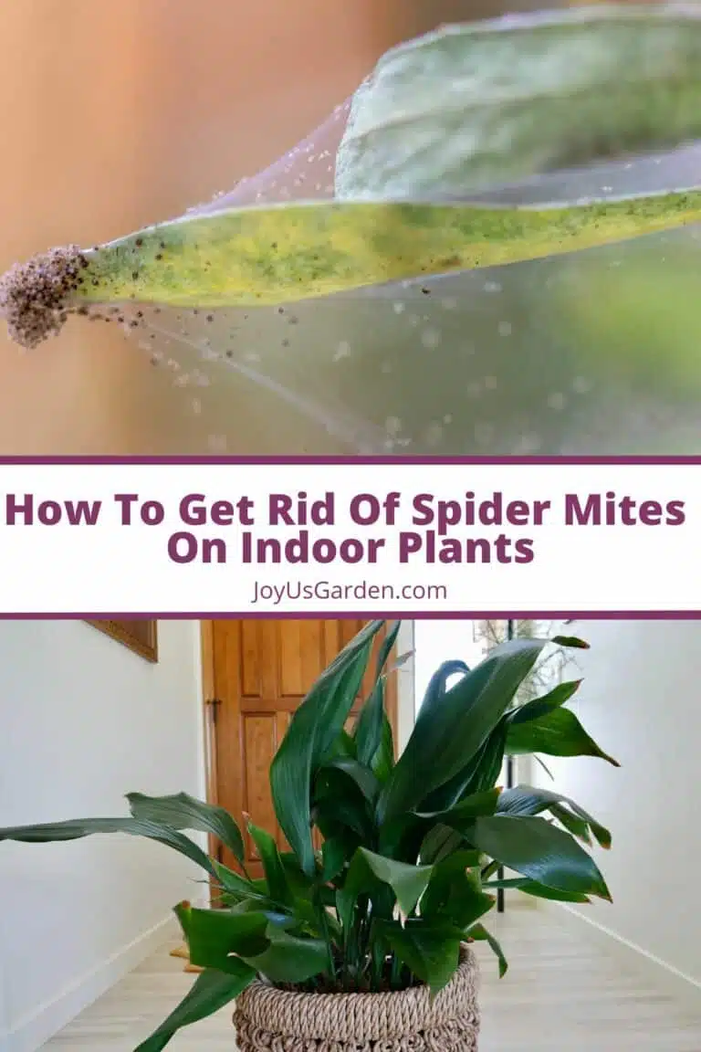 Two photo collage; top photo leaves shown with spider mites and webbing, bottom photo is a can plant growing indoors, text reads How to get rid of spider plants on indoor plants joyusgarden.com.